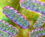 The Role of Diffusion Barriers in Cellular Functions