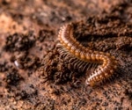 The Role of Temperature and Land Cover in Shaping Arthropod Biodiversity