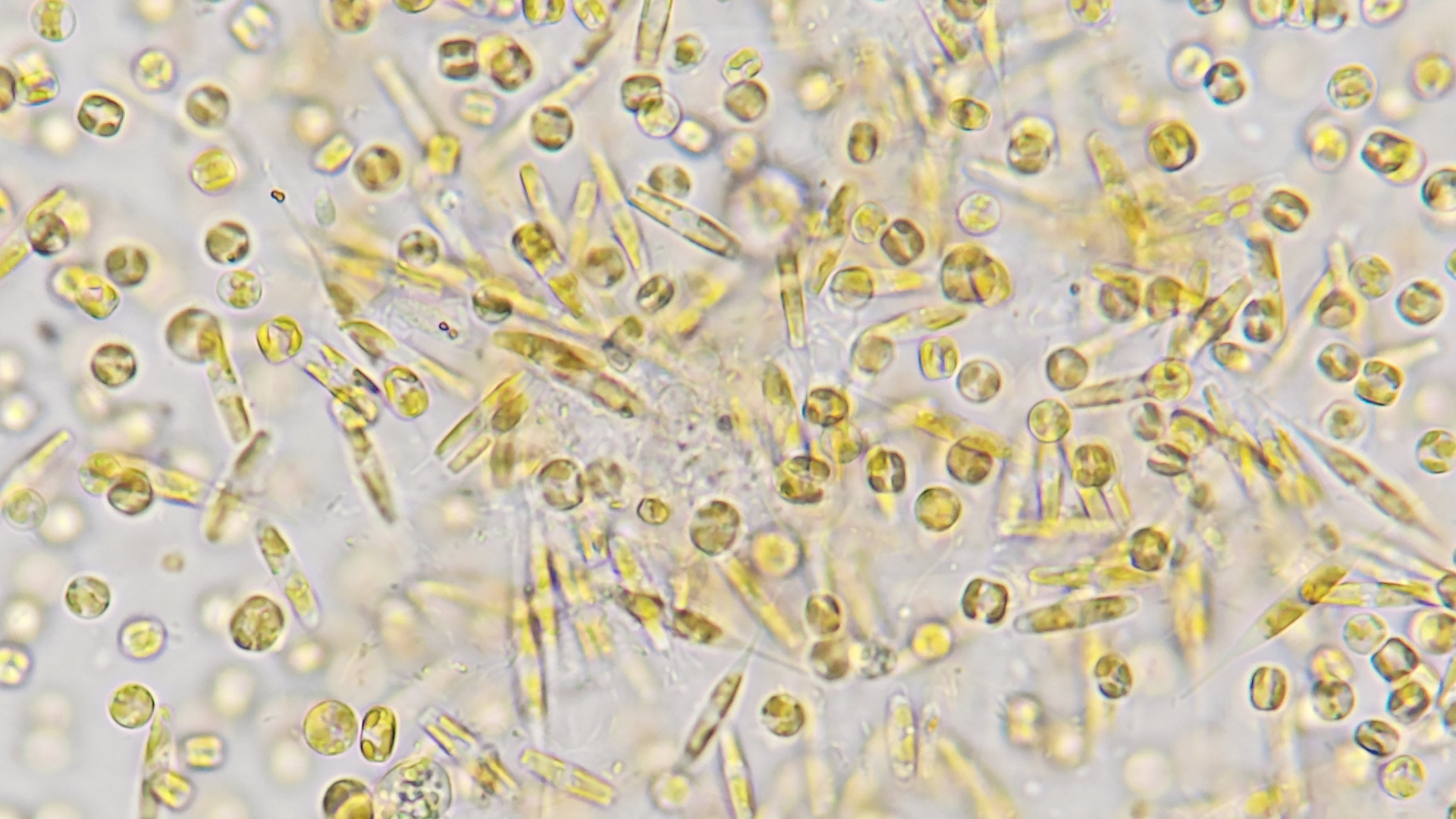 Implications of the KMAP Ocean Gene Catalog 1.0