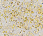 Implications of the KMAP Ocean Gene Catalog 1.0