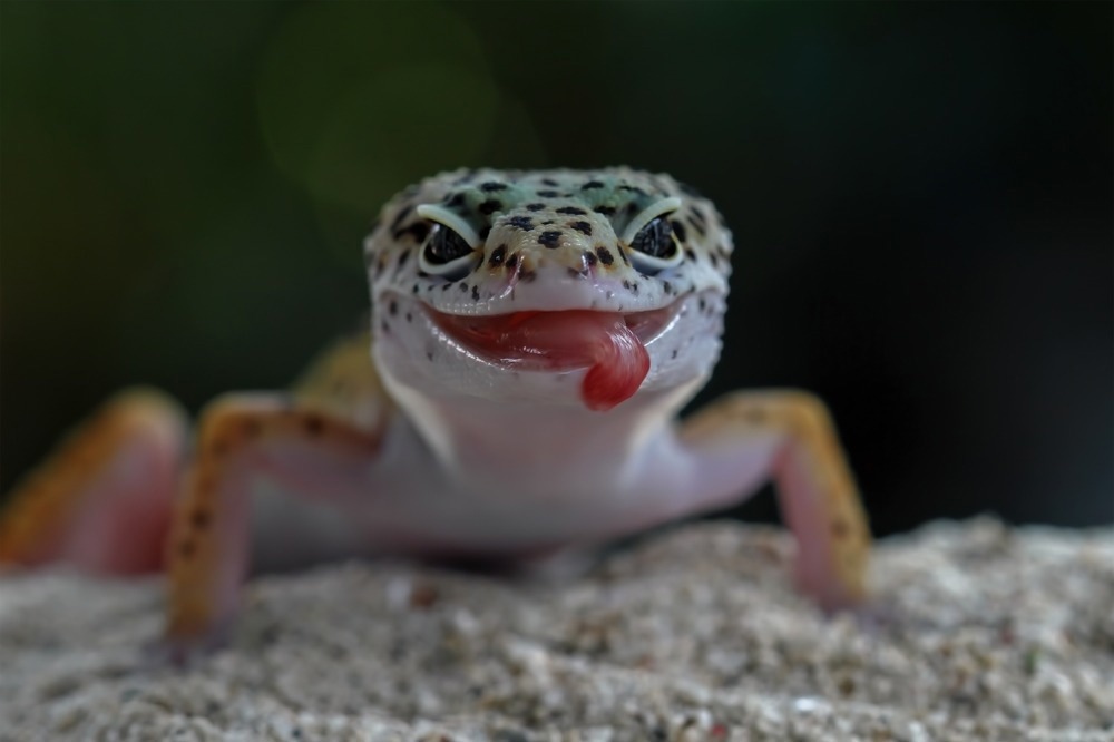 Baby leopard gecko lizard on sand, eublepharis macularius