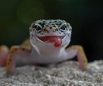 The Link Between Competition, Extinction, and Animal Size