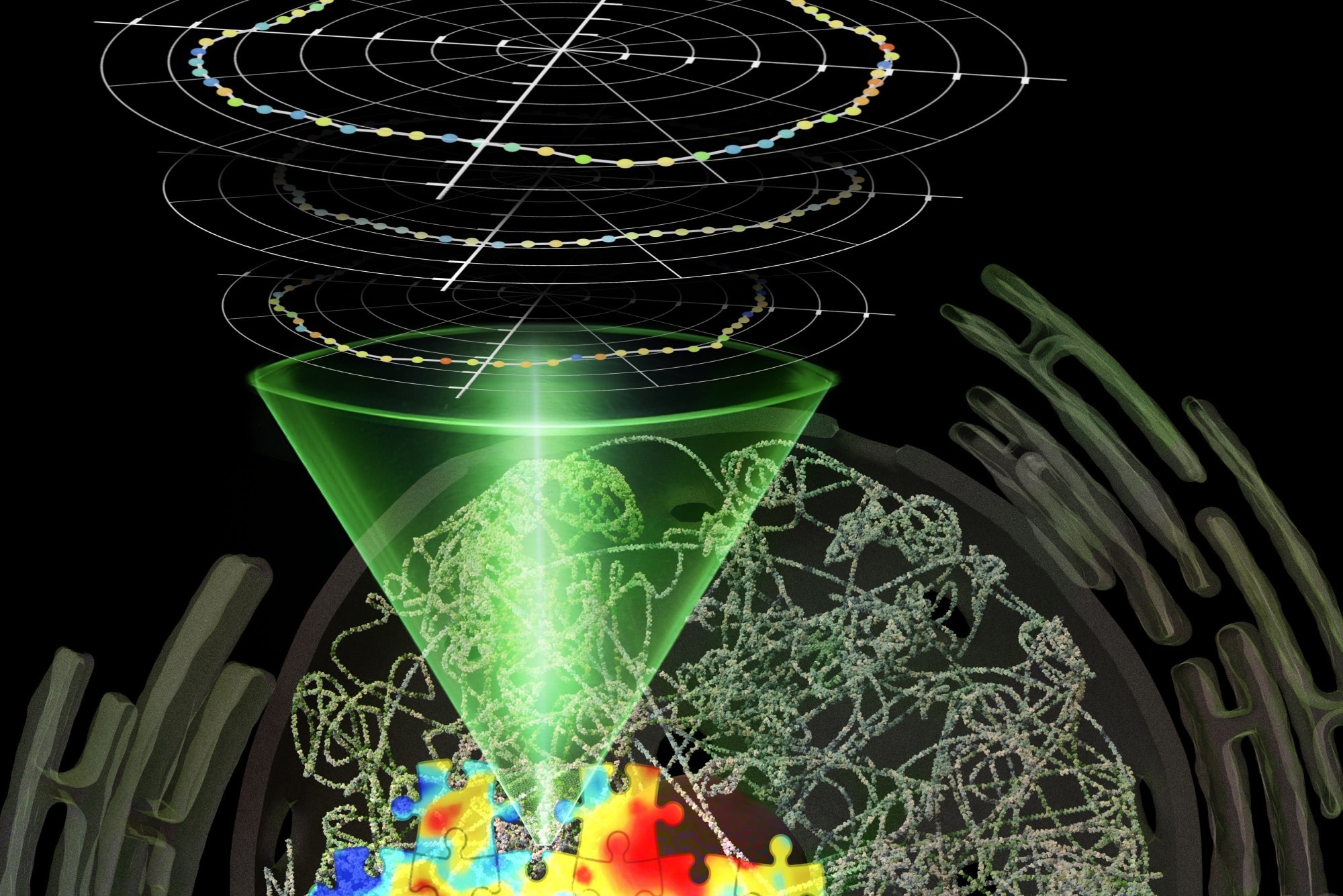 New Technique Reveals Order and Flow in the Cell