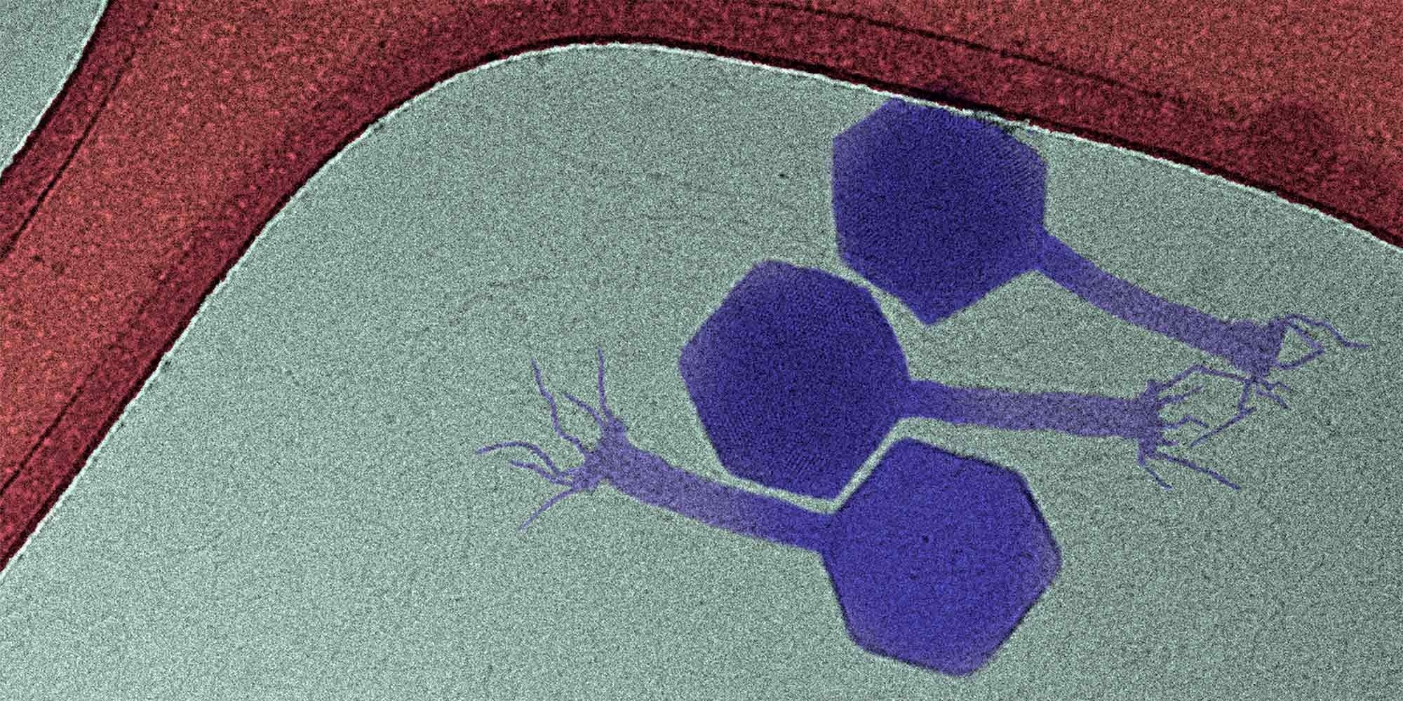 New Virus Targets Dormant Bacteria, Boosting Antibiotic Power