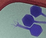 New Virus Targets Dormant Bacteria, Boosting Antibiotic Power