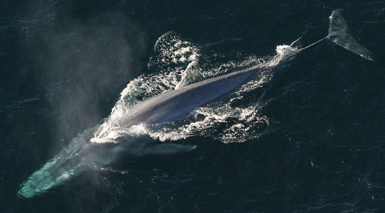Genomic Insights Into the Evolution of Gigantism in Cetaceans
