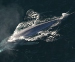 Genomic Insights Into the Evolution of Gigantism in Cetaceans