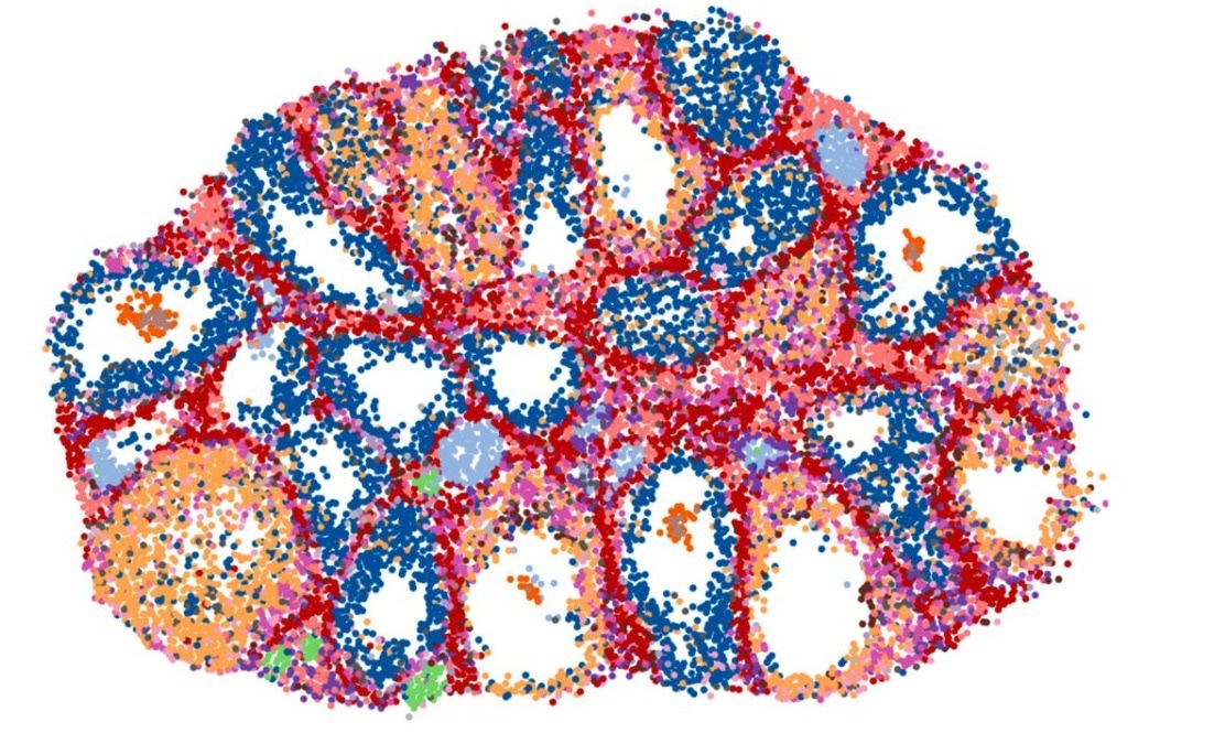 High-Resolution Map Exposes Cellular Pathways to Fertility
