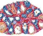 High-Resolution Map Exposes Cellular Pathways to Fertility