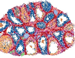 High-Resolution Map Exposes Cellular Pathways to Fertility