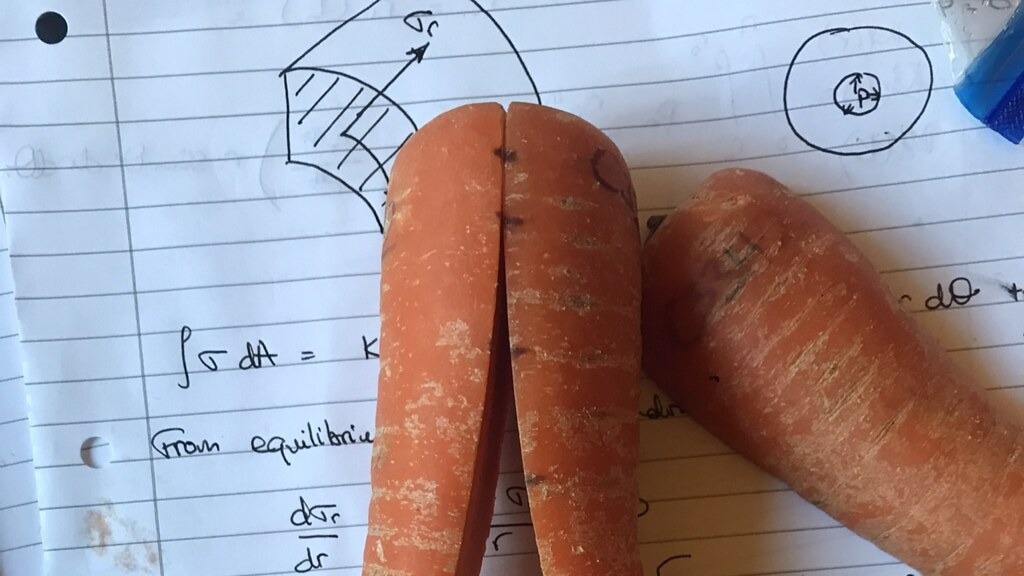 Residual Stress and Dehydration Drive Curling Behavior in Cut Carrots