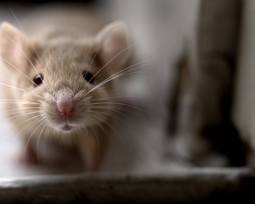 mouse
