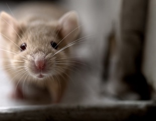 Pain-Triggered Oxytocin in the Brain Leads Mice to Shun Bullies