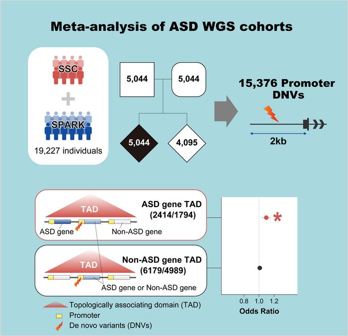 Promoter Mutations and Their Association with Autism Risk