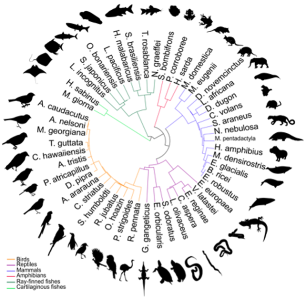 Advancements in Mapping Genetic Blueprints and Evolutionary Insights