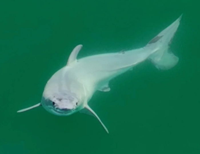 The Enigma of Great White Shark Births Unraveled