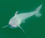The Enigma of Great White Shark Births Unraveled