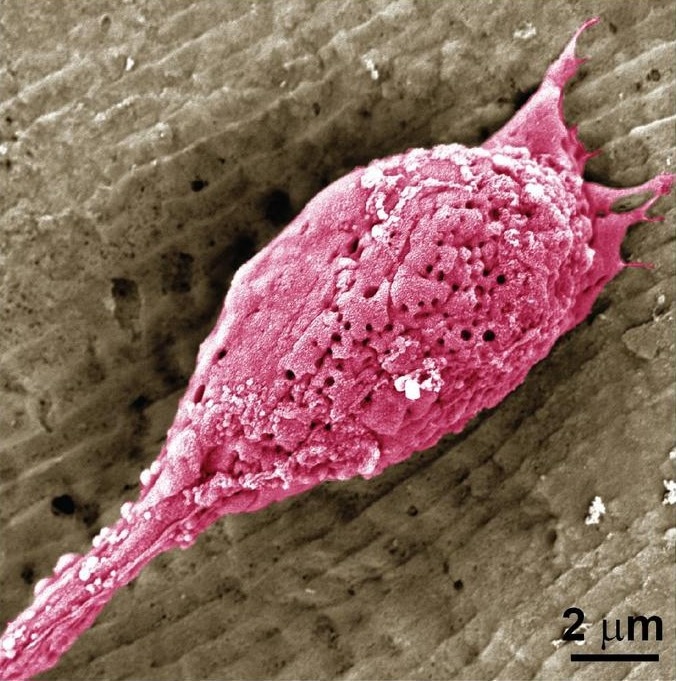 Plant Protein Drives Textured Cell Growth in Lab-Grown Meat