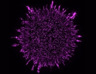 Bacteria Arrangement in Biofilm Influences Reaction to Antibiotics
