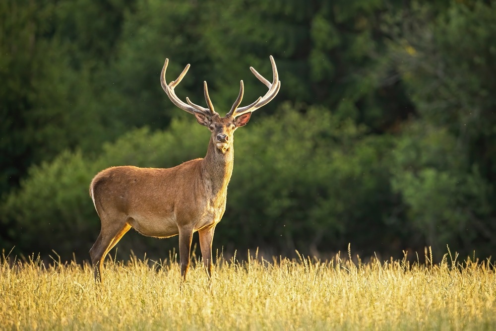 Sunlit red deer, cervus elaphus, stag with new antlers growing facing camera in summer nature.