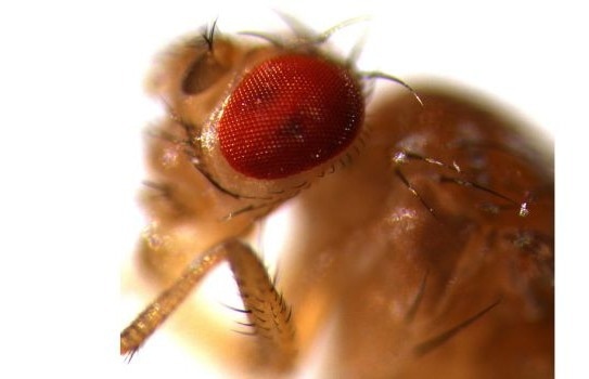Scanning electron micrographs of Drosophila simulans (top) and D. mauritiana (bottom) posterior lobes extending from the genital arch over the claspers.