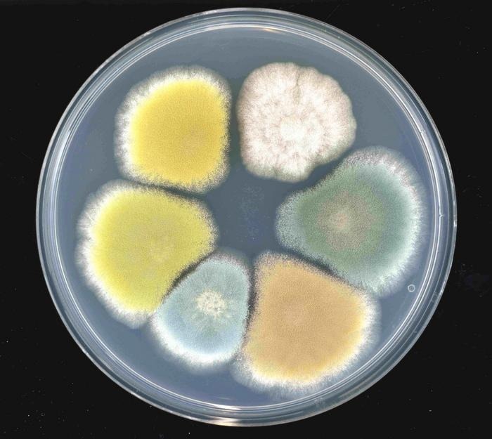New Strains Offer Blue Veins in Shades Beyond the Classic Hue