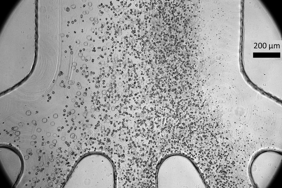The Journey to Safer and More Effective Cell Therapy for Spinal Cord Injuries