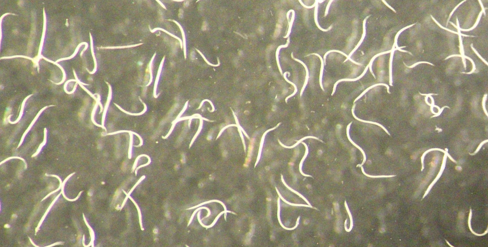 Unraveling the Mystery of Tiny Insect-Killing Worm