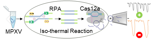 New CRISPR-Based Test Detects Mpox Faster
