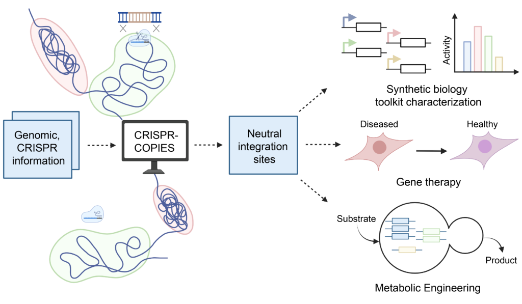 Unleashing the Potential of CRISPR-COPIES