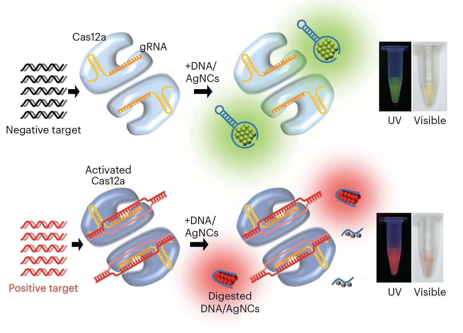 Subak reporters, based on a special class of what are known as fluorescent silver nanoclusters, change color when they detect that so-called nuclease digestion has happened, which is one of the critical steps in the identification of disease-causing pathogens, such as COVID-19. These Subak reporters are much more cost-effective than the way nuclease activity is now detected.
