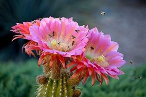 Honey Bees Show Remarkable Heat Tolerance with Metabolic Adjustments