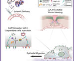 CAR Peptide Accelerates Tissue Repair and Minimizes Scarring