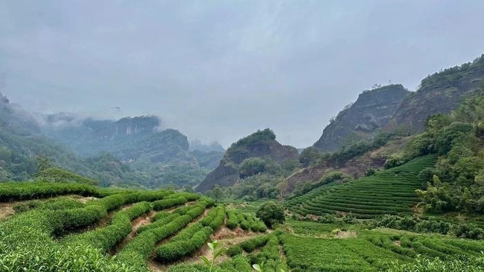 The Surprising Link Between Tea Quality and Root Bacteria