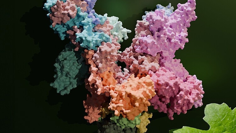 3D Visualizations of the Copying Machinery Found in Chloroplasts