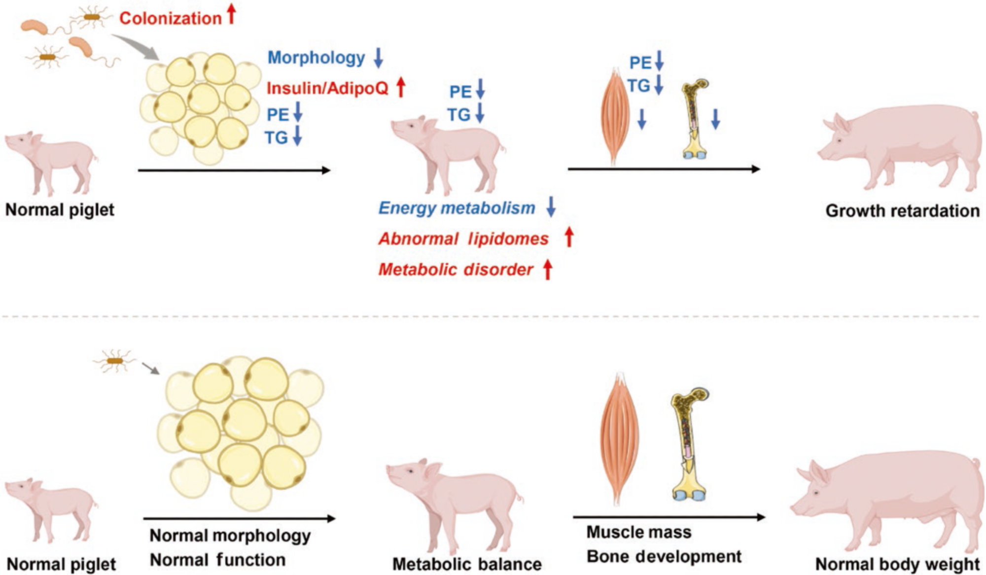 Strategies to Counter Postnatal Growth Retardation in Piglets