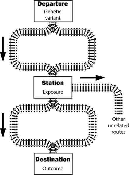 Grasping the Concept of Mendelian Randomization