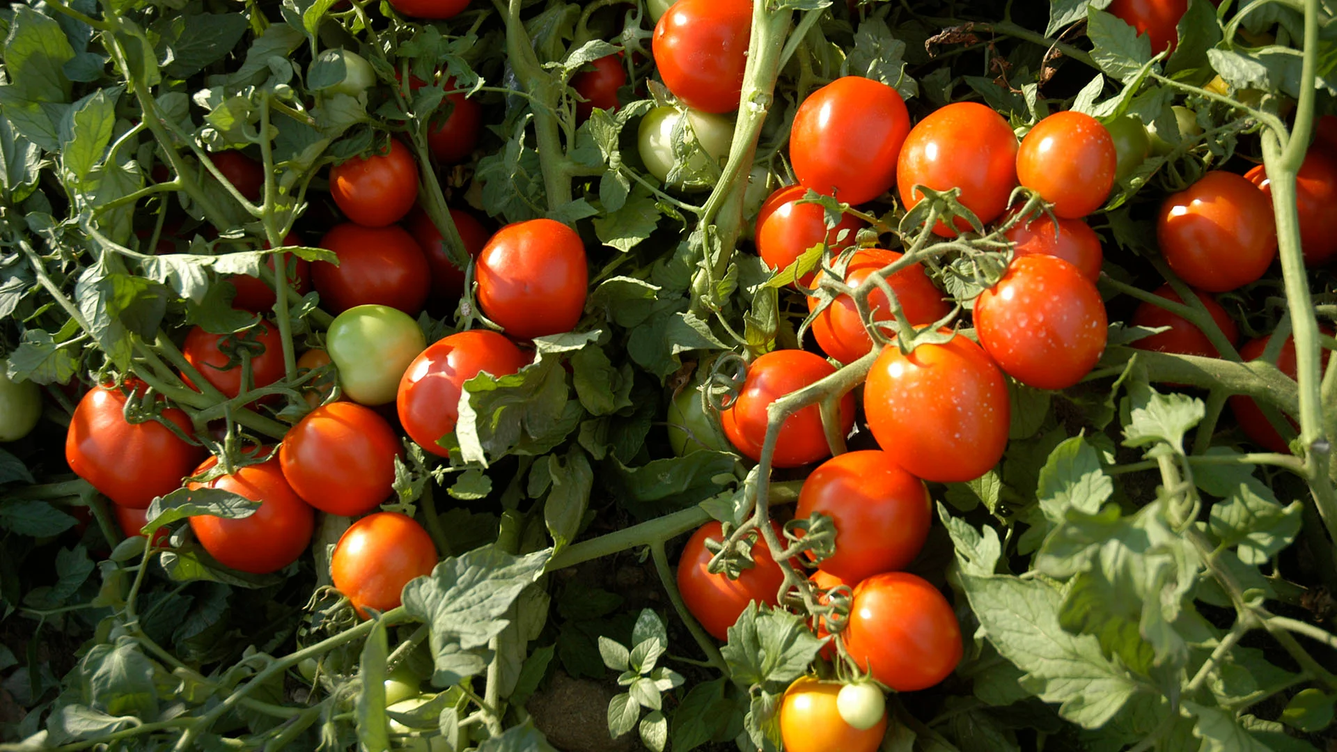 Uncovering the Secrets of Plant Genome Engineering