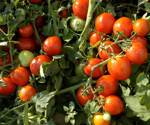 Evolutionary Mystery Identified in Genome of Plants