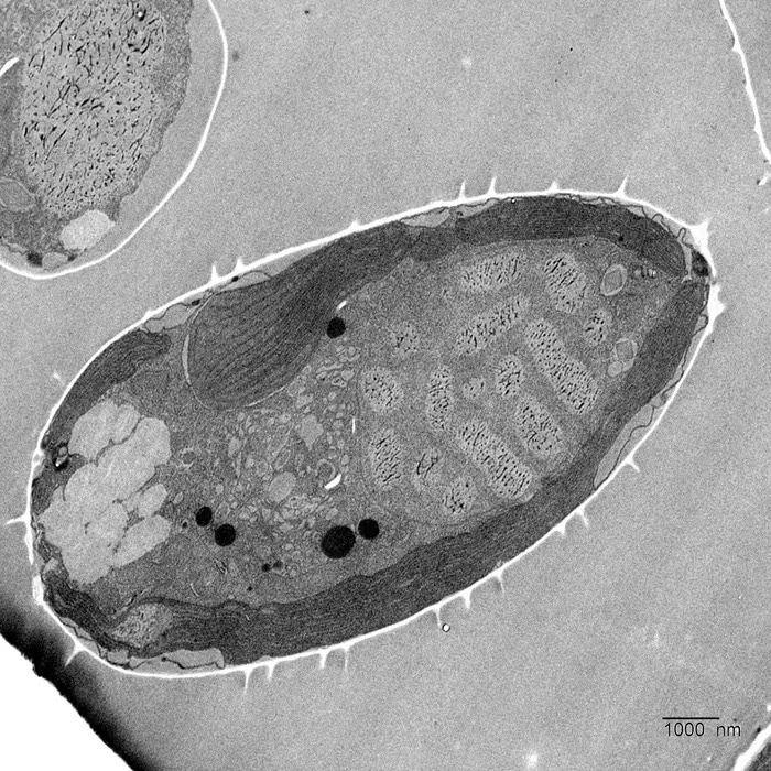 Decoding the Unique Photosynthetic Machinery of Prorocentrum cordatum