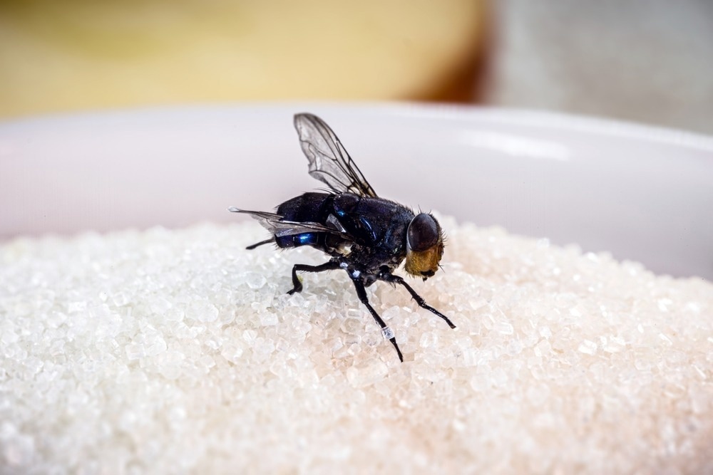 Fly on sugar