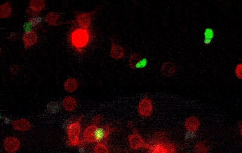 uLIPSTIC Tool: Tracking Cell-to-Cell Interactions