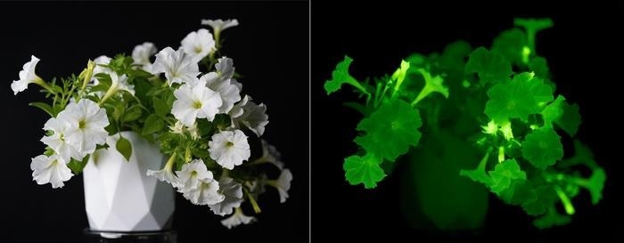Bioluminescent Plants Illuminate Homes and Gardens