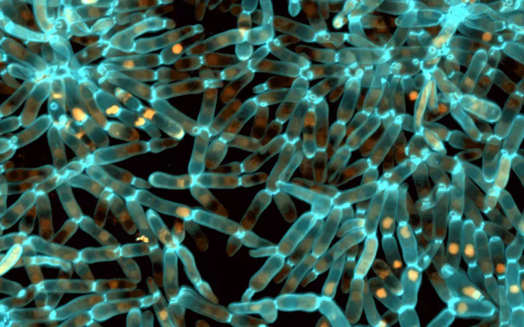 The Surprising Impact of Chaperone Proteins on Multicellular Evolution