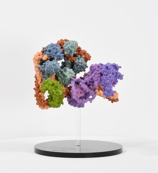 Electron Microscope Unlocks Secrets of the Commander Complex