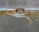 New Research Sheds Light on the Evolution of Skin Appendages