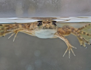 New Research Sheds Light on the Evolution of Skin Appendages