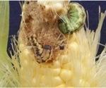 Using Genomic Methods to Track Pesticide Resistance