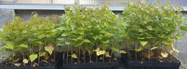 UPM launches new biostimulant product range as a long-term solution for sustainable agriculture