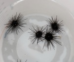 Scientists Trace the Global Spread of Sea Urchin Disease